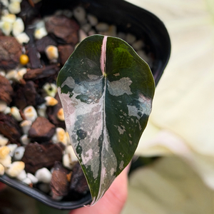 안스리움 찬트리에 바리에가타