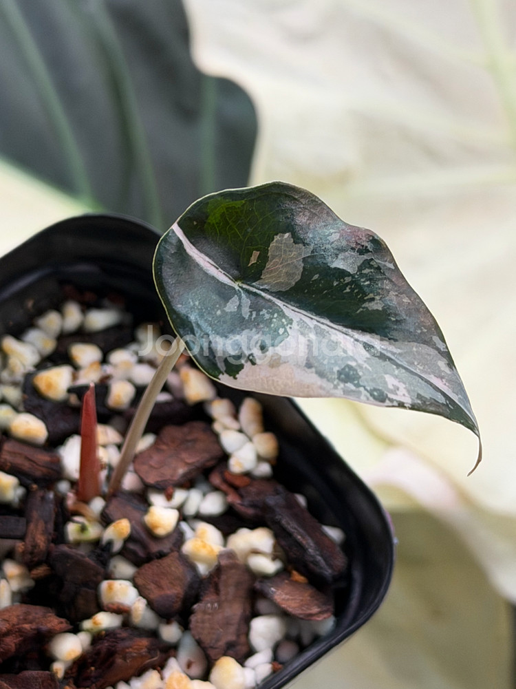 안스리움 찬트리에 바리에가타--3