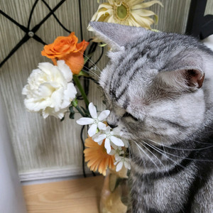 스타벅스 프리퀀시 미션2,일반6 1.5 일괄판매