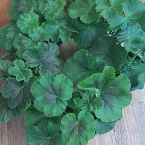 제라늄 5종 분양합니다