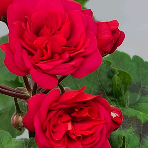 가넷팔찌 러시아 제라늄 분양 합니다