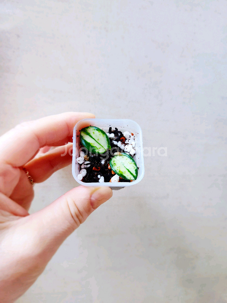 호야마틸드바리에가타--0