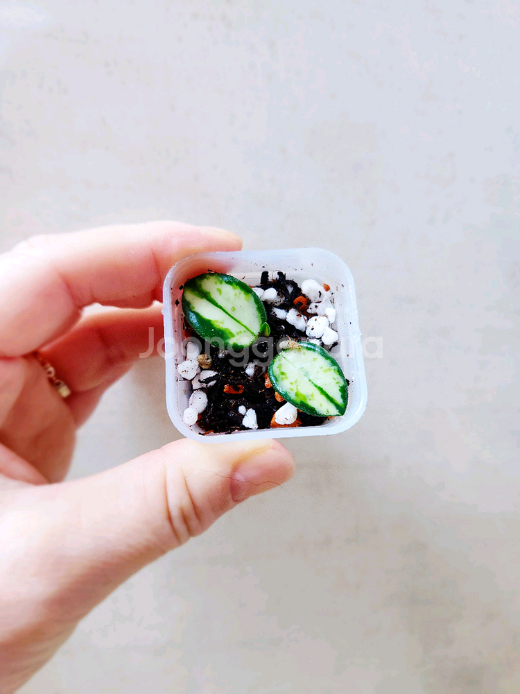 호야마틸드바리에가타--2