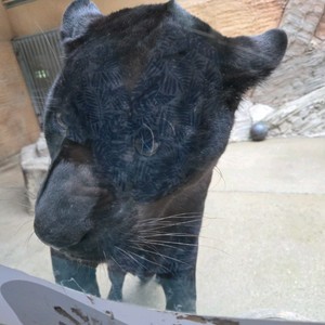 프로인텔리 삽니다 대전 직거래만! 제시주세요