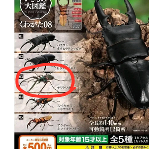 생물대도감 사슴벌레, 장수풍뎅이 미개봉 여러개 팔아요 이미지