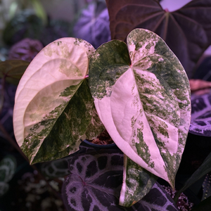 안스리움 럭셔리안스 하이브리드 바리에가타