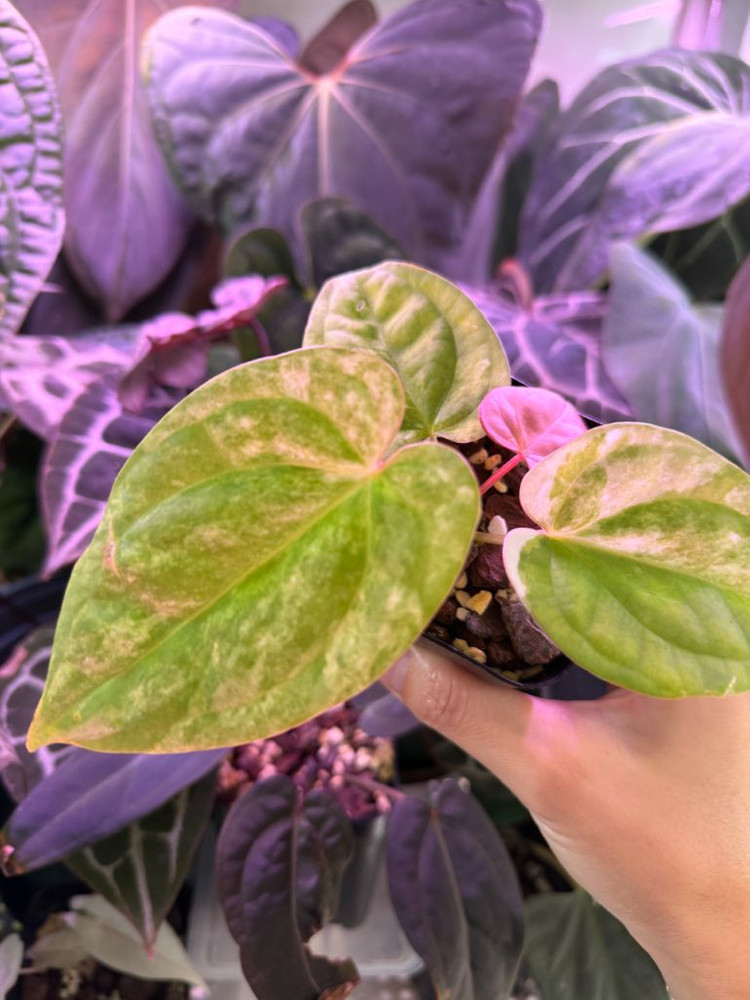 안스리움 럭셔리안스 하이브리드 바리에가타--2