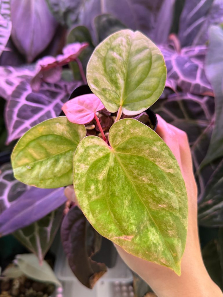 안스리움 럭셔리안스 하이브리드 바리에가타--3