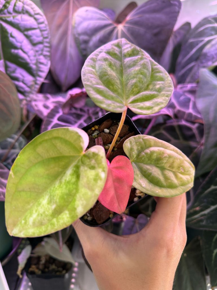 안스리움 럭셔리안스 하이브리드 바리에가타--4