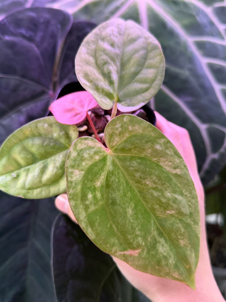 안스리움 럭셔리안스 하이브리드 바리에가타--5