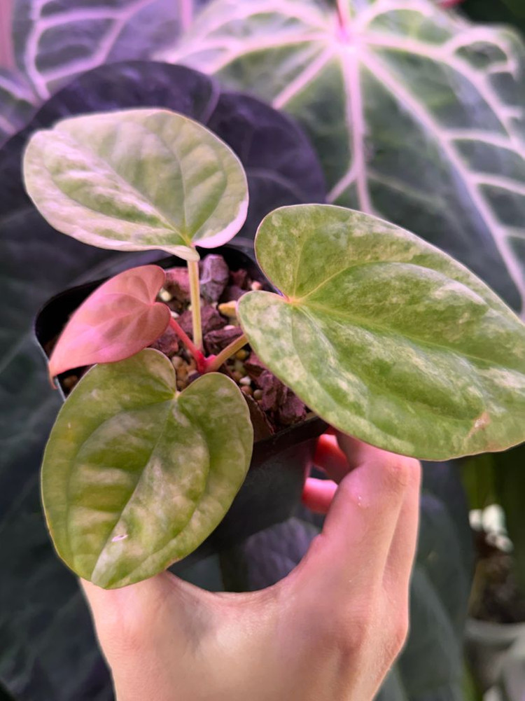 안스리움 럭셔리안스 하이브리드 바리에가타--7