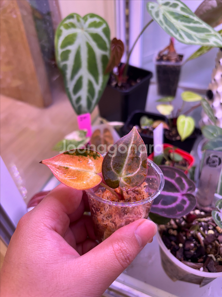 안스리움 레드크리스탈 바리에가타--1