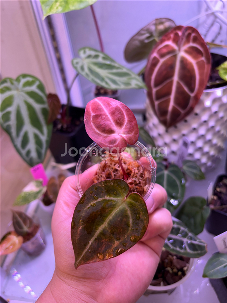 안스리움 레드크리스탈 바리에가타--3