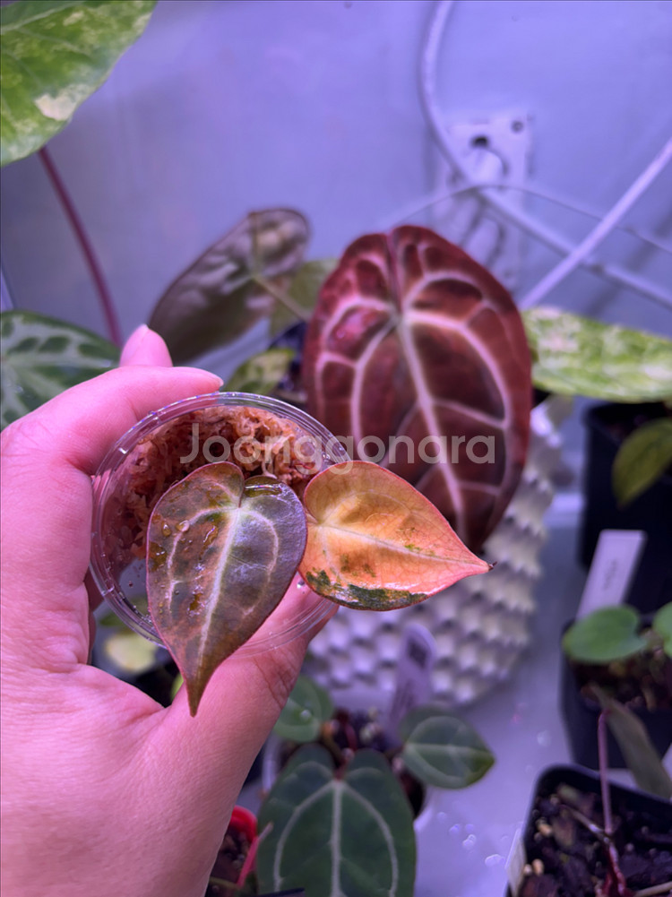 안스리움 레드크리스탈 바리에가타--2