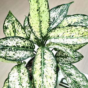 아글레오네마 스노우 사파이어 (2개식재)