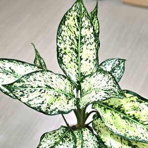 아글레오네마 스노우 사파이어