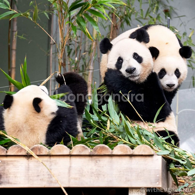 에버랜드 자유이용권 종일권 오후권--6