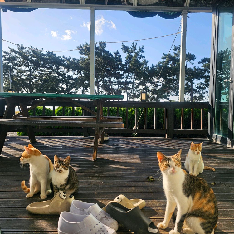 갤럭시 버즈 3프로 미개봉 화이트삽니다 이미지