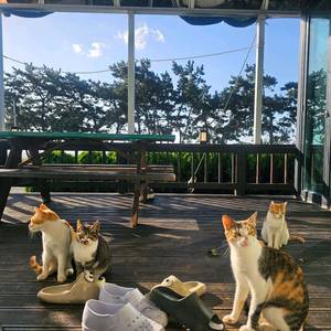 갤럭시 버즈 3프로 미개봉 화이트삽니다 이미지