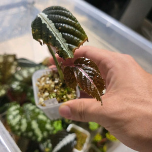 리아 아마빌리스