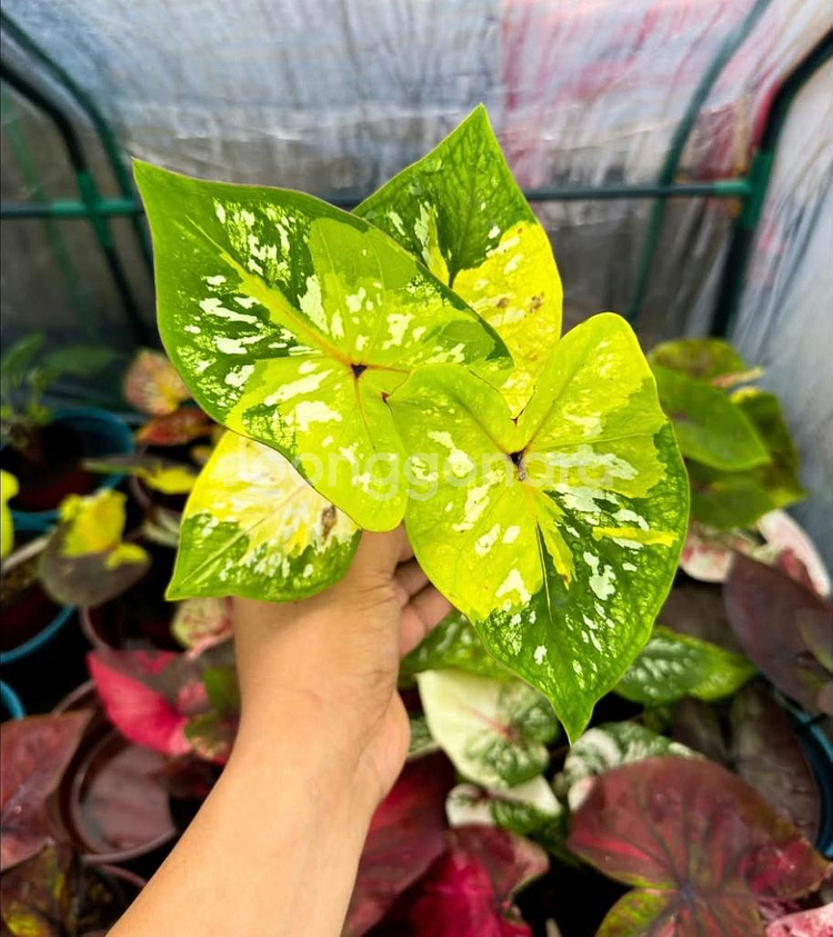 칼라디움 범블비--1