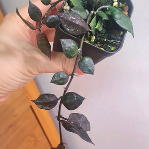 호야 크로니아나 블랙