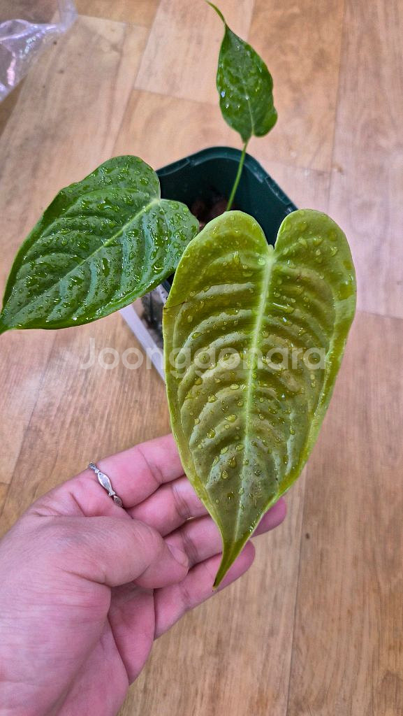 안스리움 베이치--1