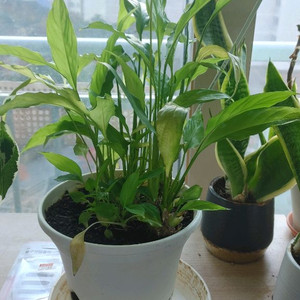 스파티필름 화분2개