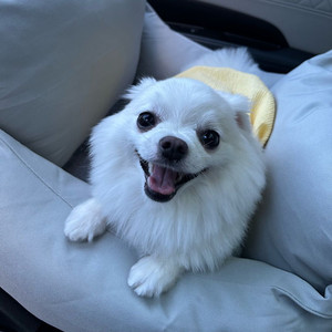 강아지 고양이 반려동물 차 카 시트 드라이빙키트