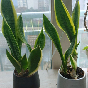 산세베리아 2개