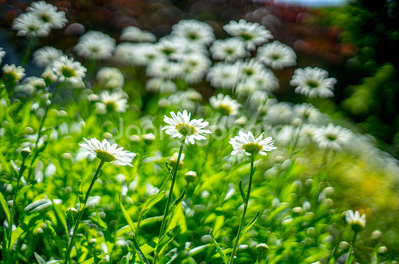 코니카Konica Hexanon AR 50mm F1.4--7