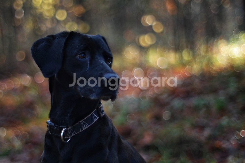 코니카Konica Hexanon AR 50mm F1.4--8