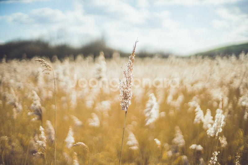 코니카Konica Hexanon AR 50mm F1.4--9