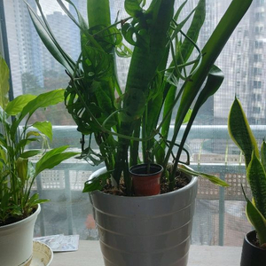 산세베리아 및 몬스테라아단소니 일괄