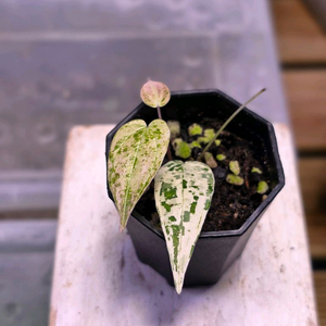 디오스코레아 픽셀핑크