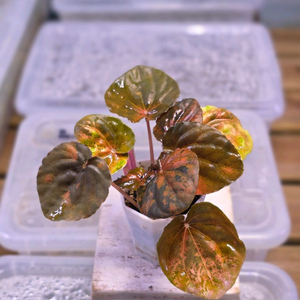 페페로미아 카페라타 로즈골드 바리에가타