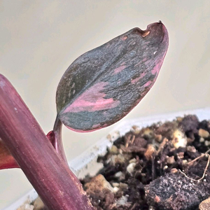 필로덴드론 핑크프린세스 마블 갤럭시