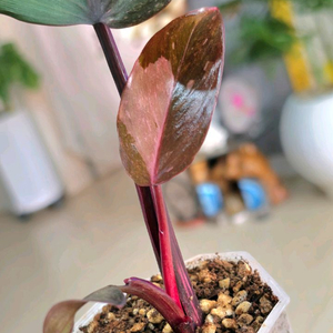 필로덴드론 핑크프린세스 마블 갤럭시