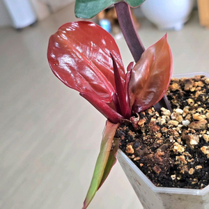 필로덴드론 임페리얼 옐로우 프레임