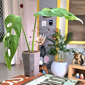 몬스테라 에스쿠엘레토