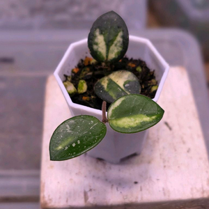 호야 마틸드 바리에가타