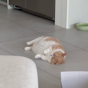 번개장터 대여합니다 이미지