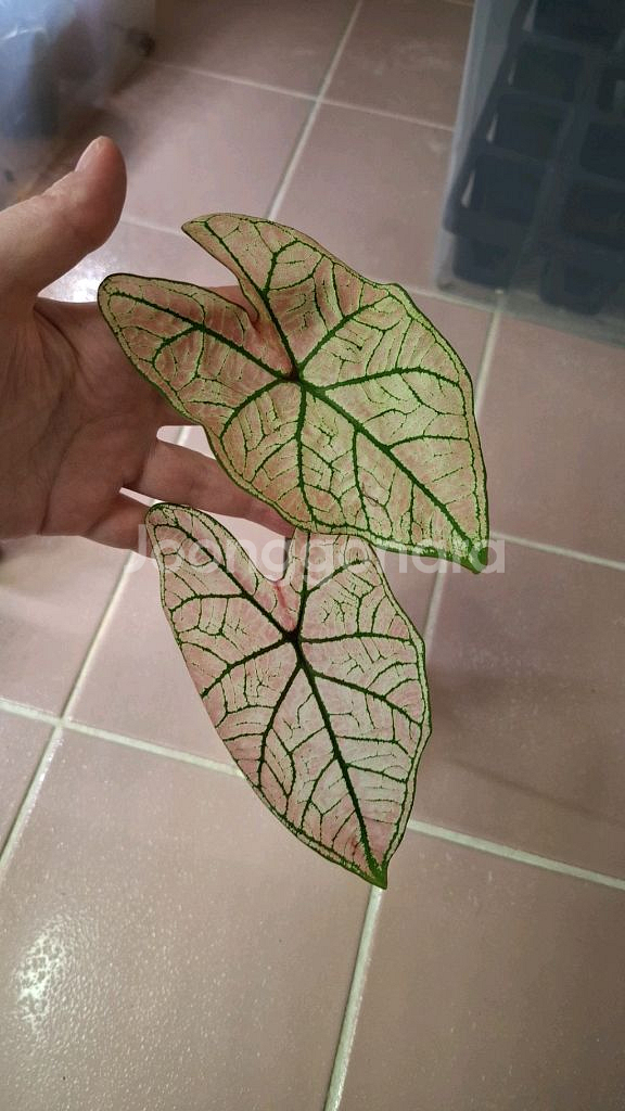 칼라디움 스프링플링--0