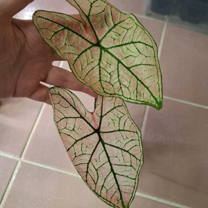 칼라디움 스프링플링