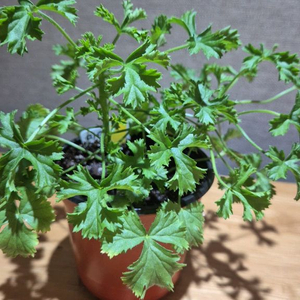 마이클 제라늄(리갈제라늄)