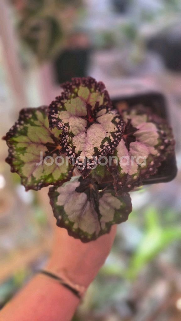 베고니아돌체비타--1