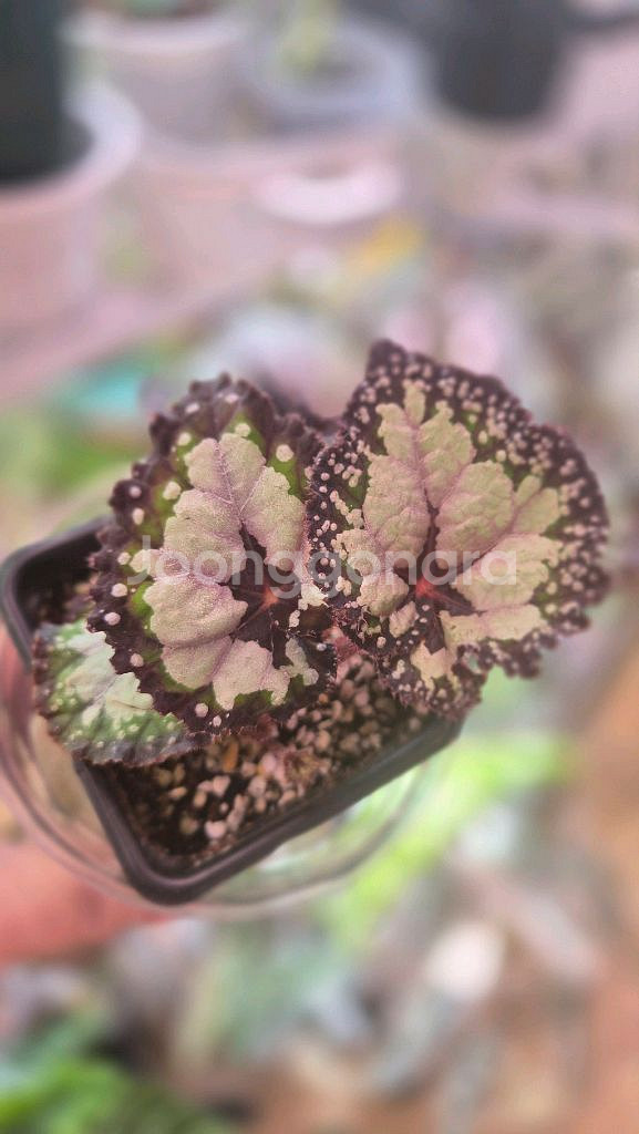 베고니아돌체비타--2