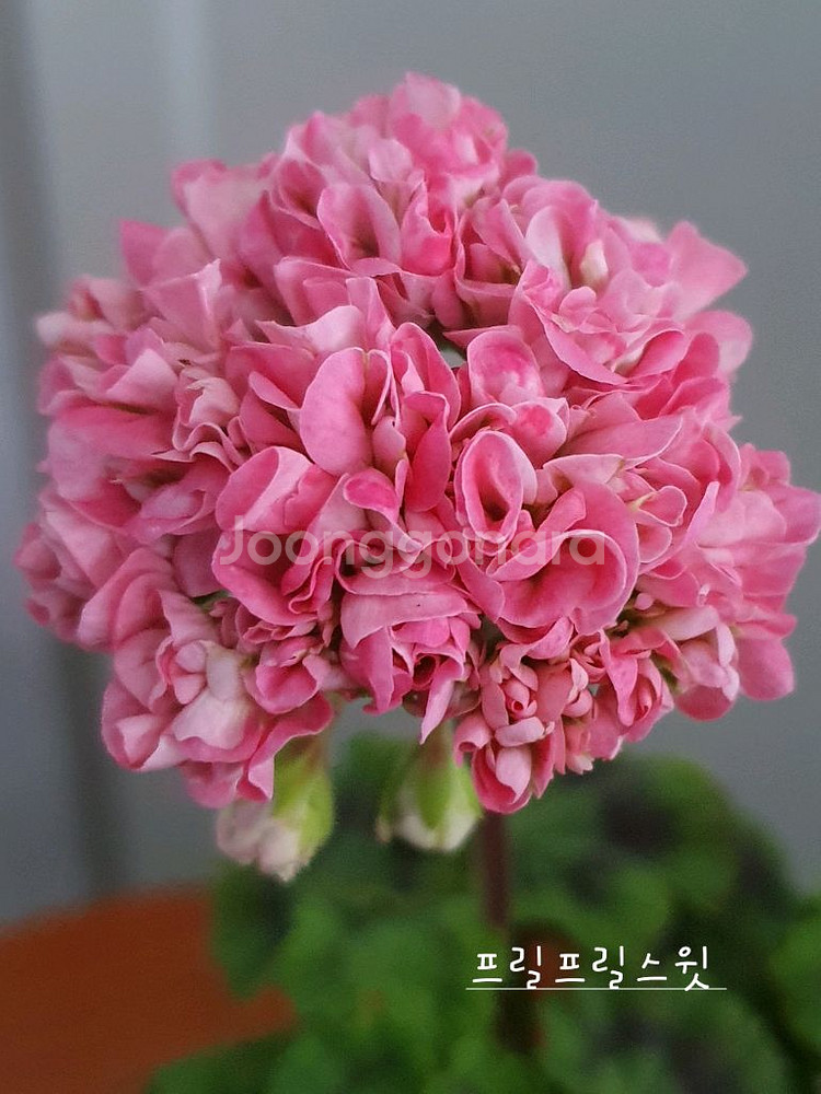 제라늄 4종 프릴프릴스윗,홍옹주,송살구,좋을신비--0