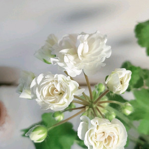 갈리나울라노바 제라늄