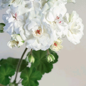 타 에더 제라늄